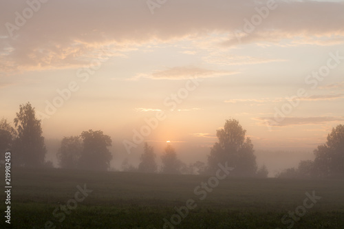 Tranquil foggy grassland and trees at sunrise © Juhku