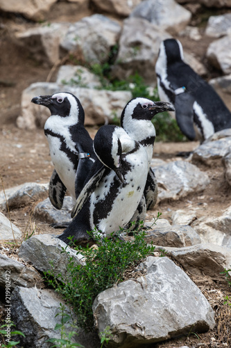 Black-footed penguin  / Zwartvoetpinguin