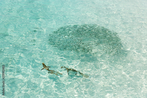 Small sharks swimming around fish in a very clear water in Maldives