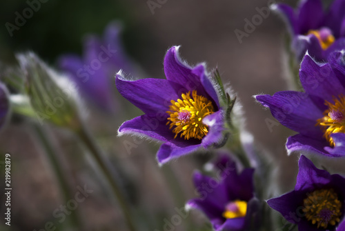 Purple Easter Flower
