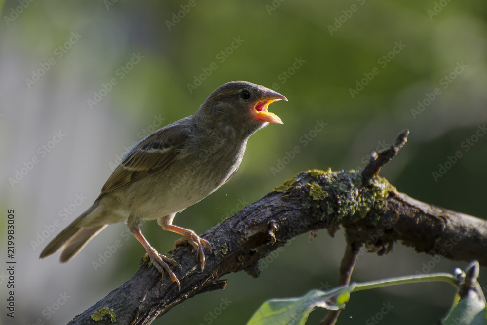 Fototapeta premium the sparrow sits on a tree branch