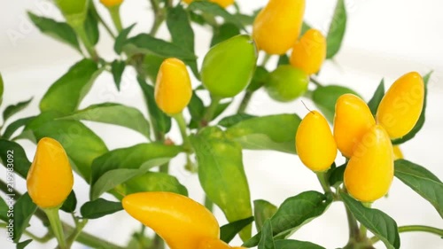 Wallpaper Mural Chili pepper capela yellow, green Torontodigital.ca