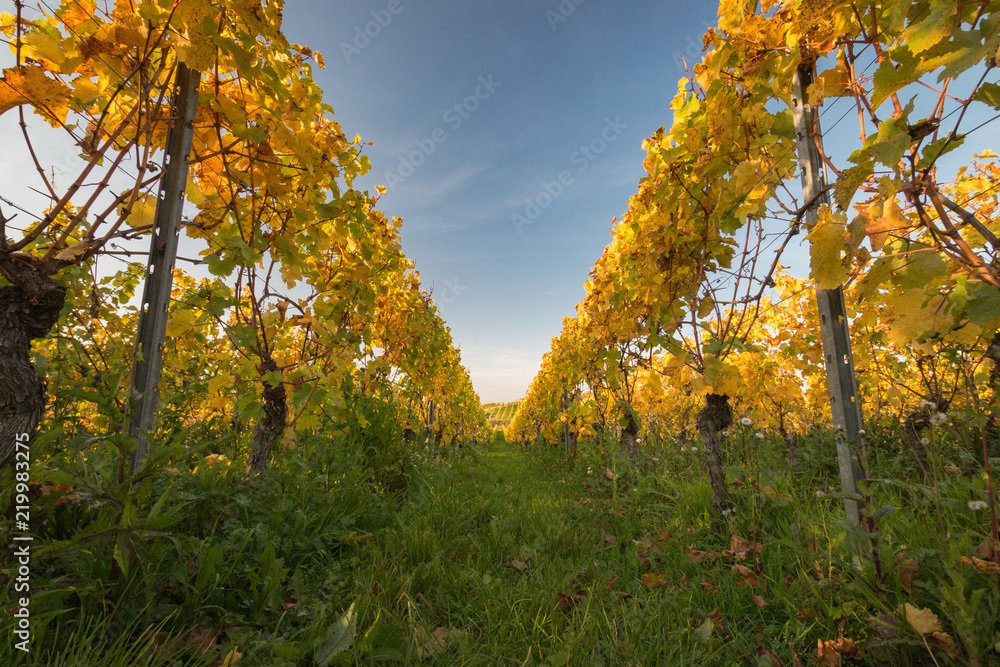 Fototapeta premium Colorful vineyard rows with changing yellow leaves in Germany