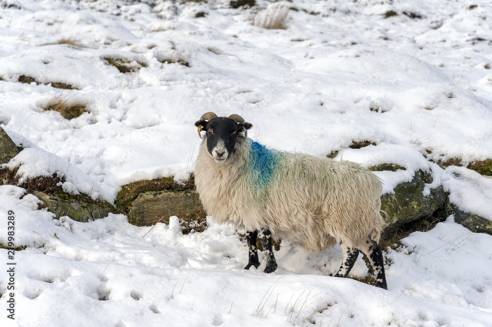 Fototapeta premium Swaledale sheep on Crossley side in Little Fryupdale, near Danby