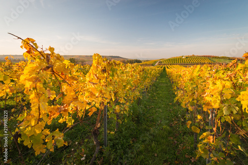 Fototapeta Naklejka Na Ścianę i Meble -  Colorful vineyard rows with changing yellow leaves in Germany