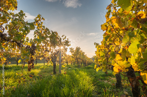 Fototapeta Naklejka Na Ścianę i Meble -  Colorful vineyard rows at sunset with changing yellow leaves in Germany