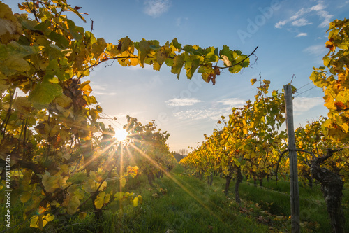 Colorful vineyard rows at sunset with changing yellow leaves in Germany photo