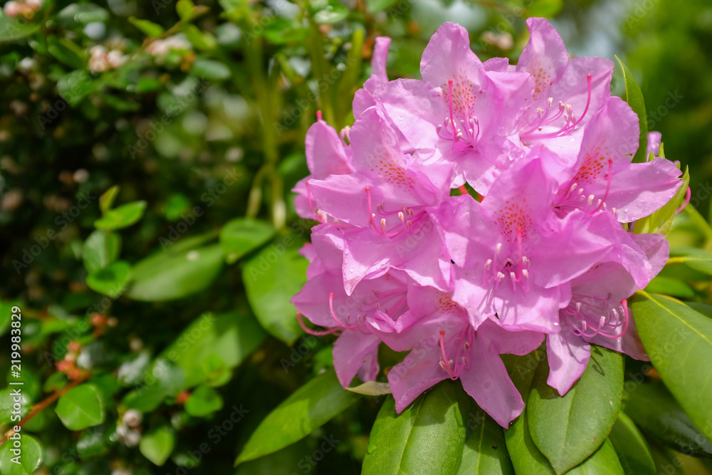 Fototapeta premium blumentage