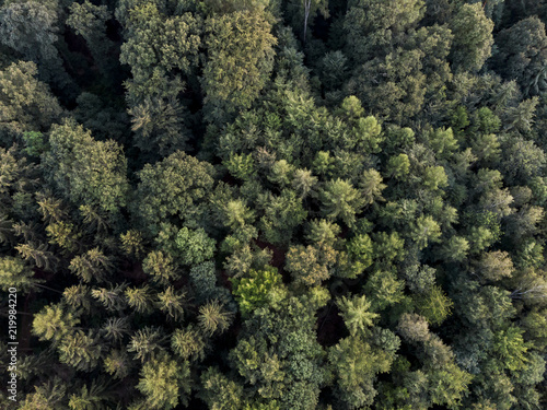 Wald von Oben - Luftaufnahme