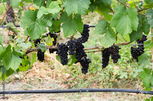 Grapes growing on vine at organic winery