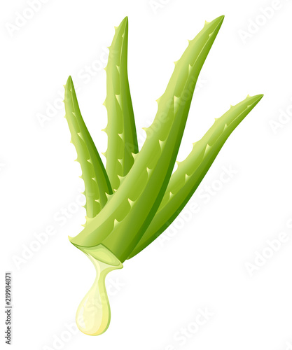 Aloe vera plant with aloe drop. Flat design for medicine and cosmetology. Colorful icon. Vector illustration isolated on white background