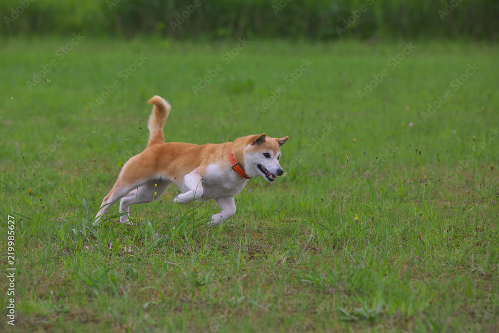 緑の中の柴犬