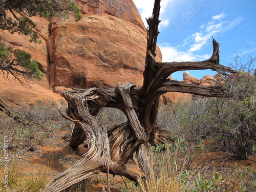 Juniper Tree