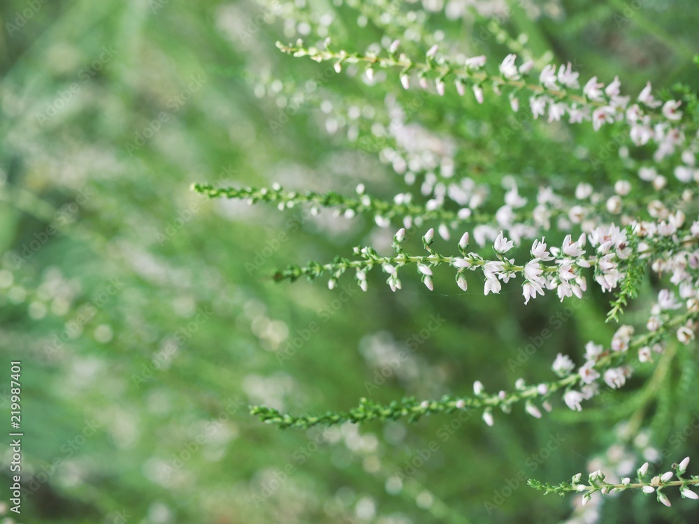 Polonne / Ukraine - 21 August 2018: Field flowers on the background of greenery