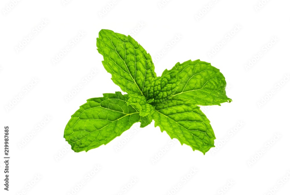 Mint leaves isolated on white background. Mint leaves isolated on white background.
