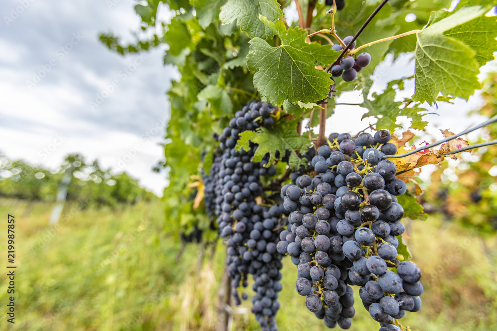 beautiful fresh blue grapes in late summer vineyard