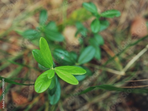 Polonne / Ukraine - 21 August 2018: green leaves of forest plants on the background of the earth