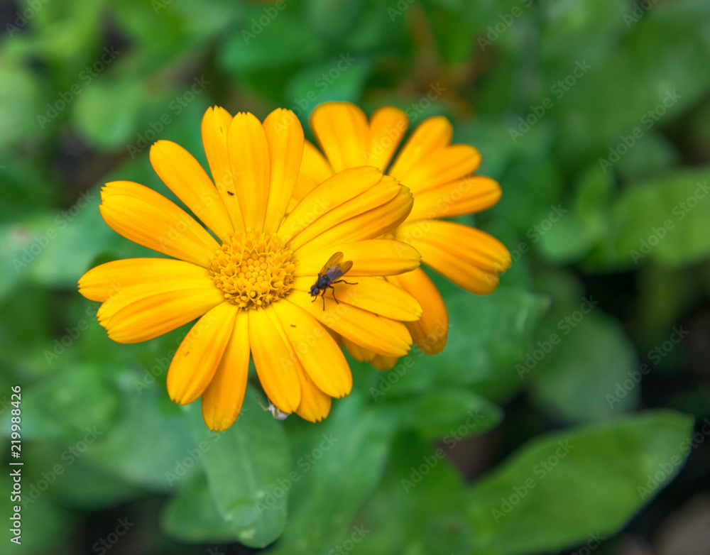 Closeup of beautiful orange marigold flower on the green background. Calendula. А fly sitting on an orange calendula. Closeup of beautiful orange marigold flower on the green background. Calendula. А fly sitting on an orange calendula.