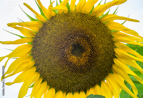 Fototapeta Naklejka Na Ścianę i Meble -  Yellow sunflower close-up. Suflower blossom.