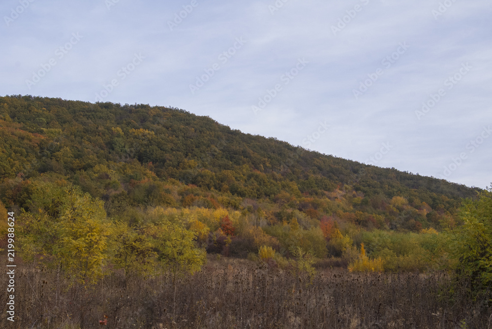 Obraz premium Carpathian forest in october
