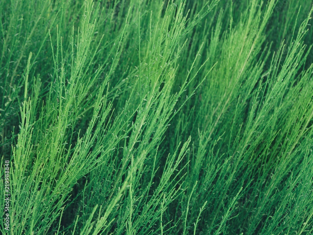 Polonne / Ukraine - 21 August 2018: green herbs in the field Polonne / Ukraine - 21 August 2018: green herbs in the field