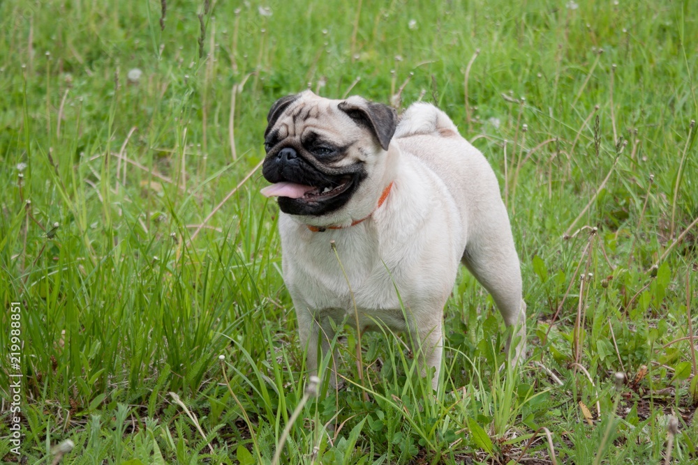 Fototapeta premium Chinese pug puppy cream-colored is standing on a spring meadow. Dutch mastiff or mops.