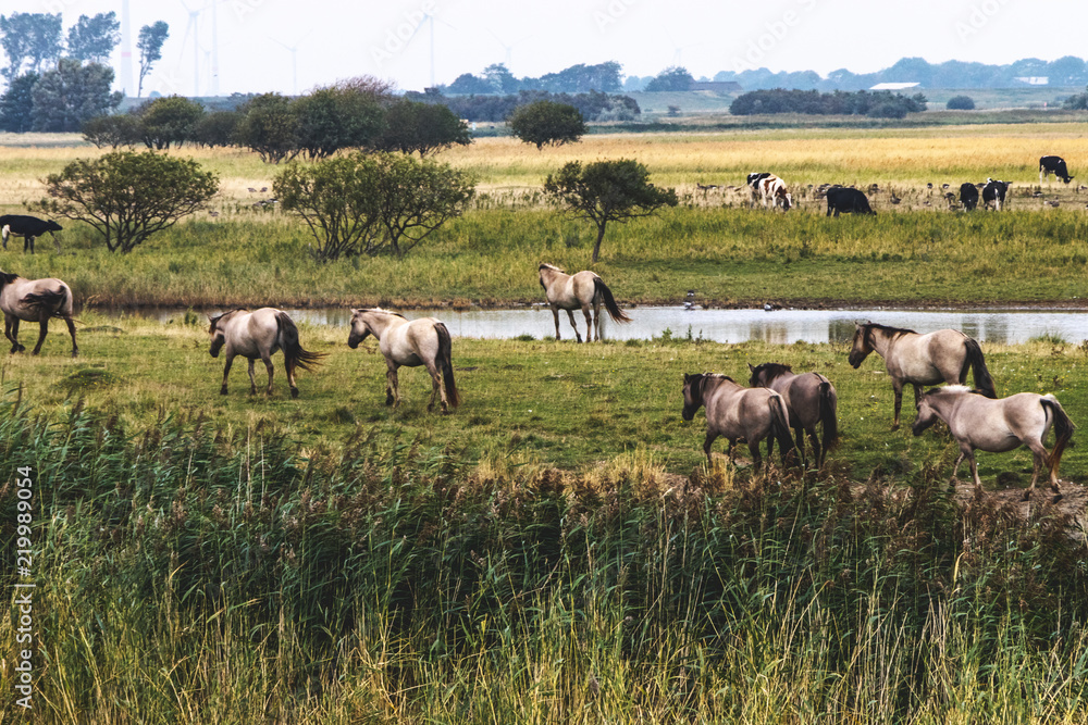 Wildleben und natur in deutschland 