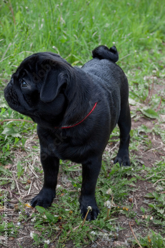 Black chinese pug puppy is standing on a green meadow. Dutch mastiff or mops. Pet animals. © tikhomirovsergey