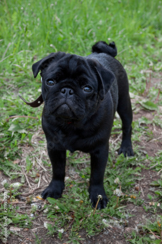 Cute chinese pug puppy is looking at the camera. Dutch mastiff or mops. Pet animals. © tikhomirovsergey