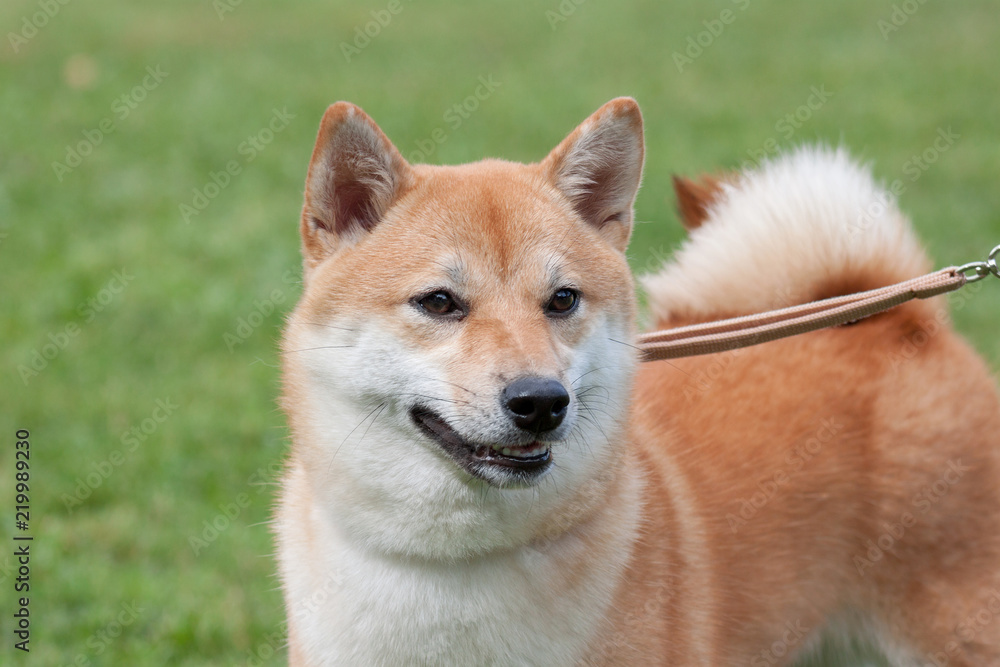 Cute red shiba inu is standing in the green grass. Pet animals.