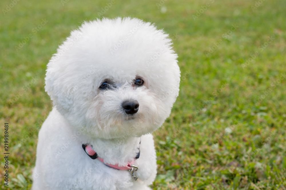 Cute bichon frise is looking at the camera. Pet animals. Cute bichon frise is looking at the camera. Pet animals.