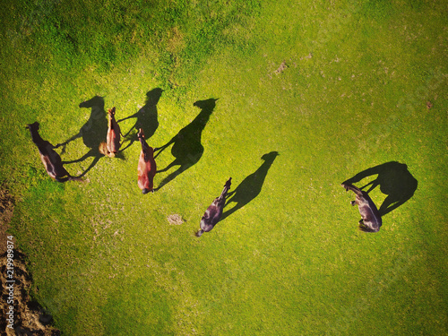 Horse Shadows photo