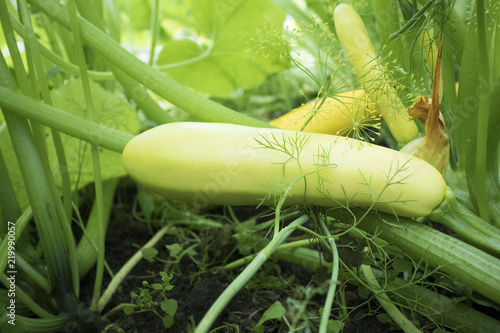 zucchini grows in the garden