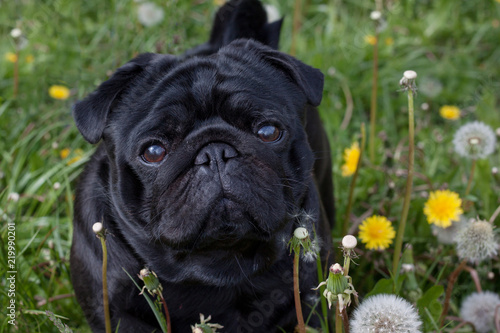 Cute chinese pug puppy is standing on a blooming meadow. Dutch mastiff or mops. Pet animals.