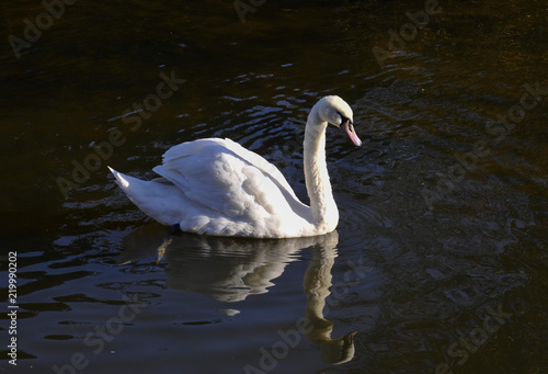 Fototapeta Naklejka Na Ścianę i Meble -  Swan in River Avon