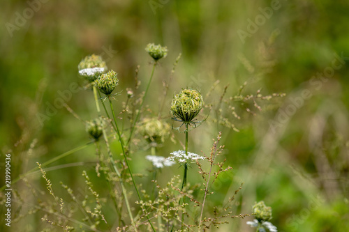 Queen Annes Lace and grass plants growing in a farm field at Parris N Glendening Nature Preserve in Lothian Maryland USA photo