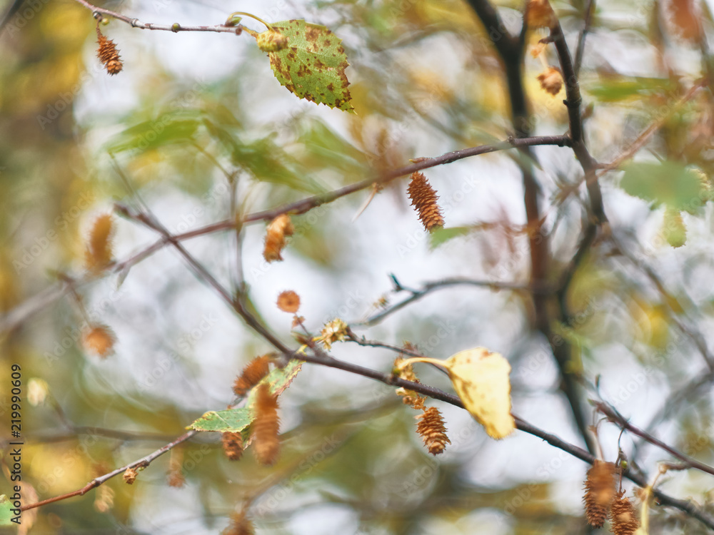 Birch leaves and aglets close-up autumn colors on blurred background
