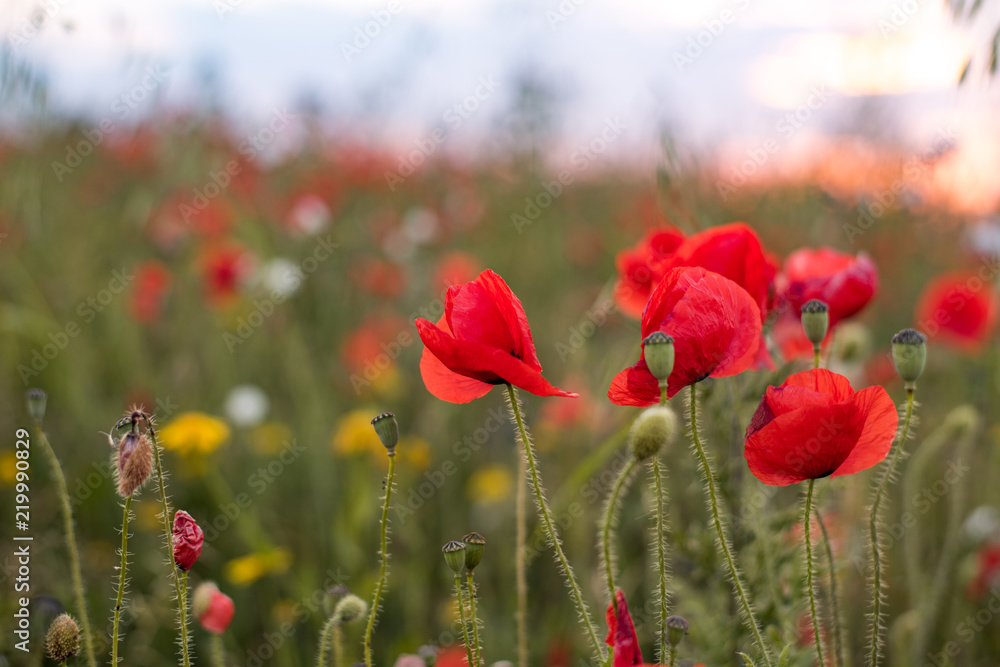 Naklejka premium Poppies at sunset