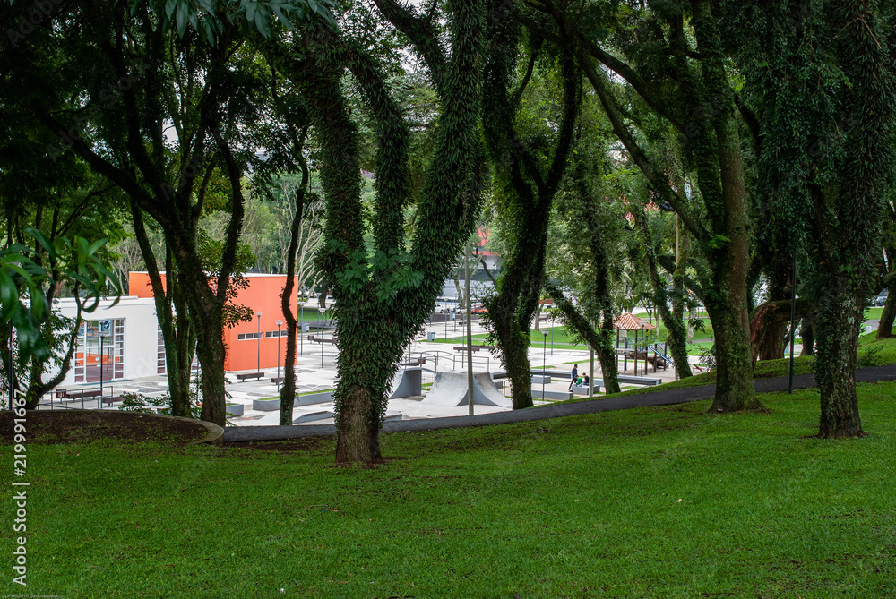 Arvores Parque São Lourenço Arvores Parque São Lourenço