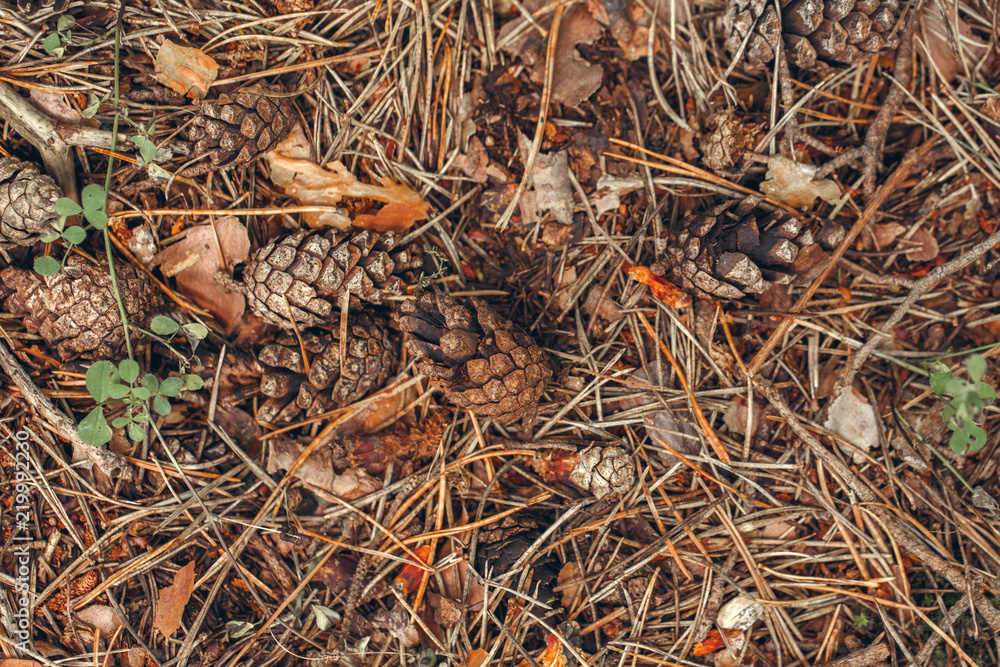 Beautiful macro of autumn pinecones with colorful yellow red dry leaves and old pine tree needles on background. Fall season concept. View from top above toned with film faded retro filter. Beautiful macro of autumn pinecones with colorful yellow red dry leaves and old pine tree needles on background. Fall season concept. View from top above toned with film faded retro filter.