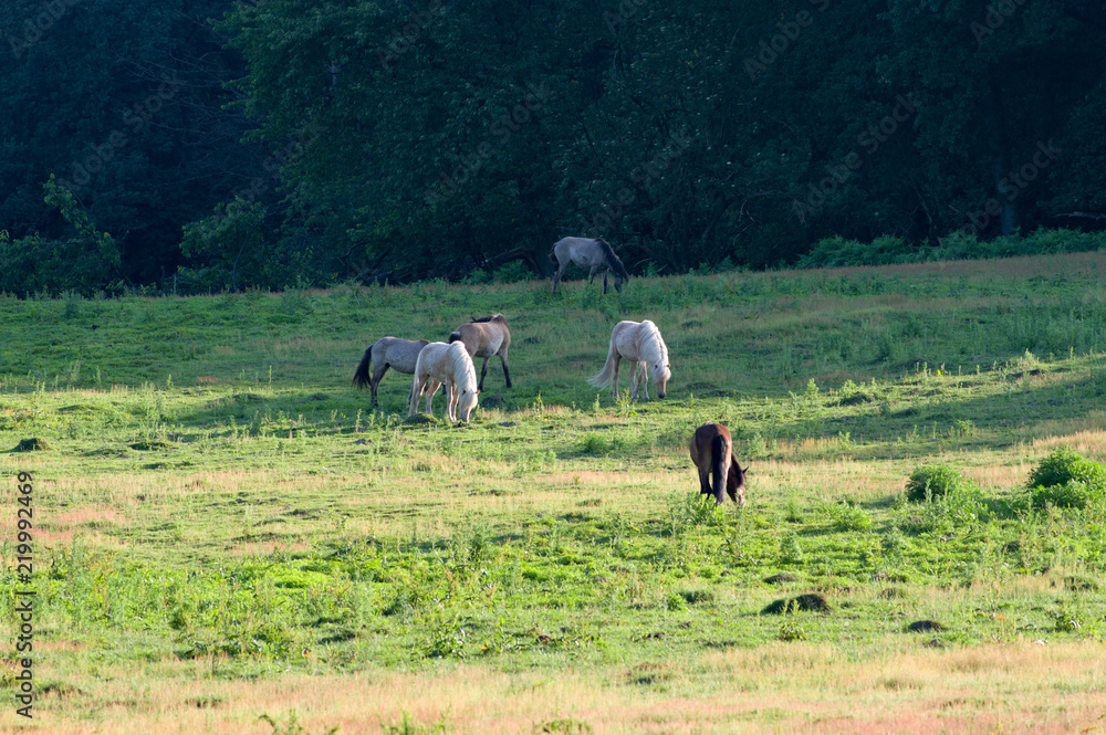 Wild horses in meadow