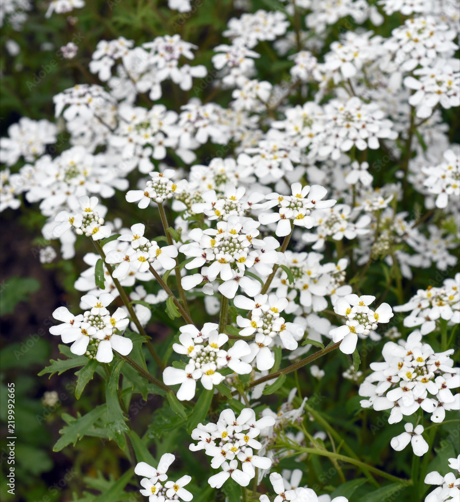 Bittere, Schleifenblume, Iberis, amara Bittere, Schleifenblume, Iberis, amara