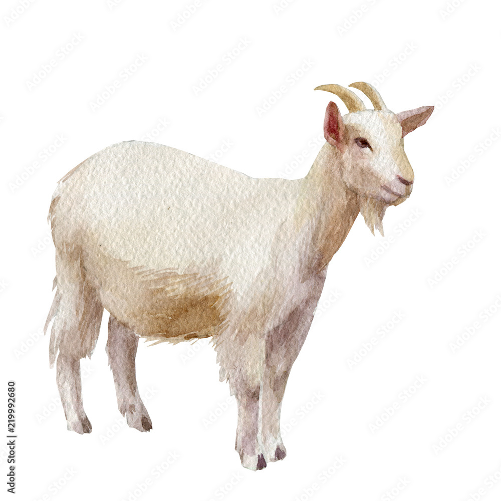 Fototapeta premium Watercolor single goat animal isolated on a white background illustration.