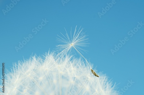 Close up of a dandelion seed © BillionPhotos.com