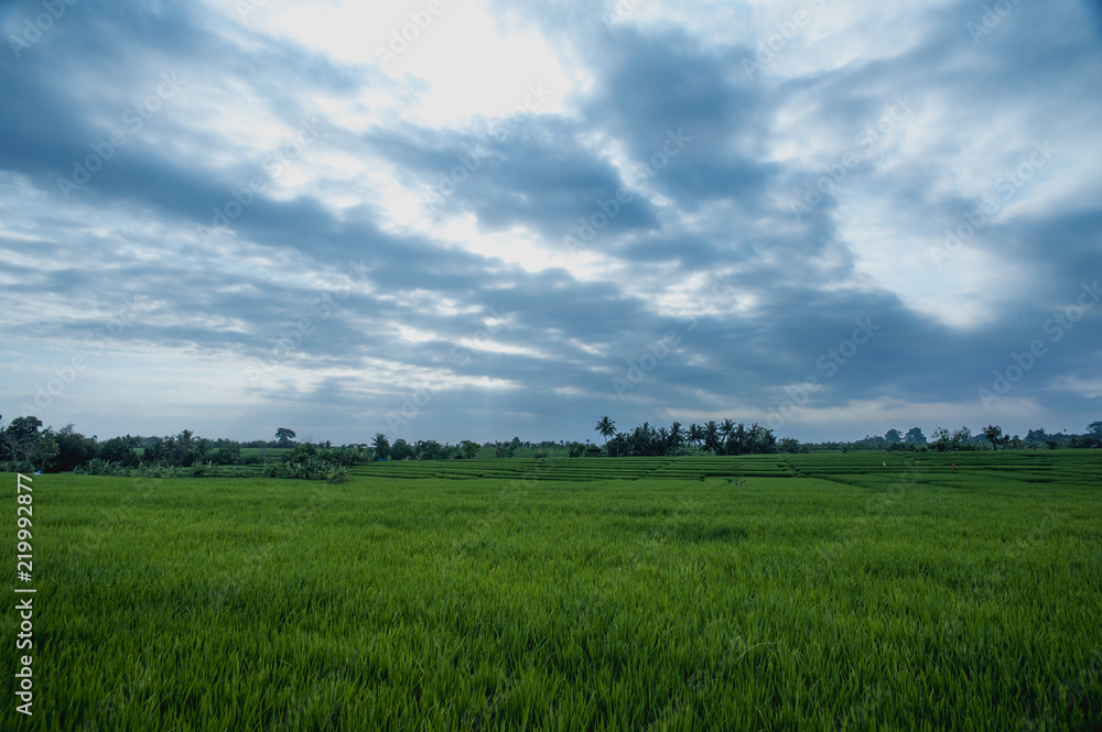 Obraz premium Bali rice fields