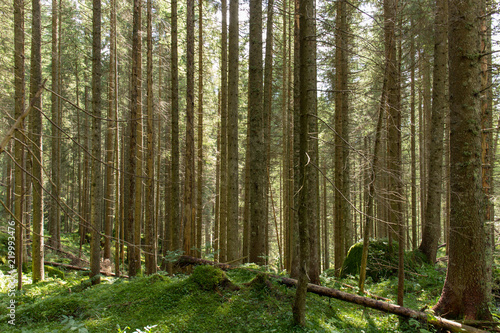 Sottobosco di montagna