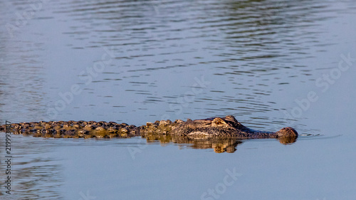 Alligator in Pond
