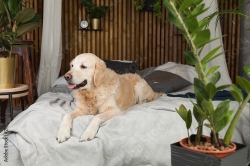 Fototapeta Naklejka Na Ścianę i Meble -  Golden retriever pure breed puppy dog on coat and pillows on bed in house or hotel. Scandinavian styled with green plants living room interior in art deco apartment. Pets friendly concept, copy space.