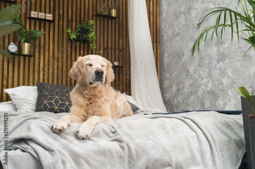Fototapeta Naklejka Na Ścianę i Meble -  Golden retriever pure breed puppy dog on coat and pillows on bed in house or hotel. Scandinavian styled with green plants living room interior in art deco apartment. Pets friendly concept