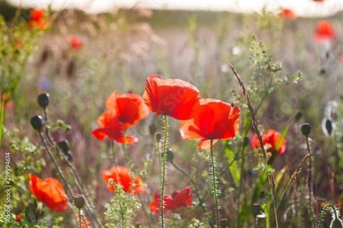 Fototapeta Naklejka Na Ścianę i Meble -  poppy
